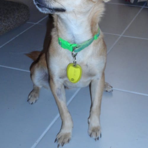 Suki