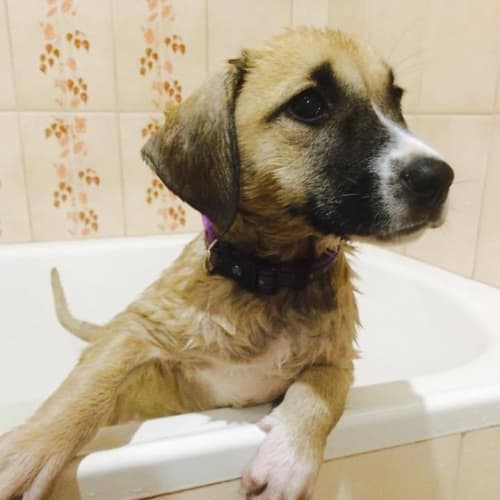 Summer  Adoption Pending