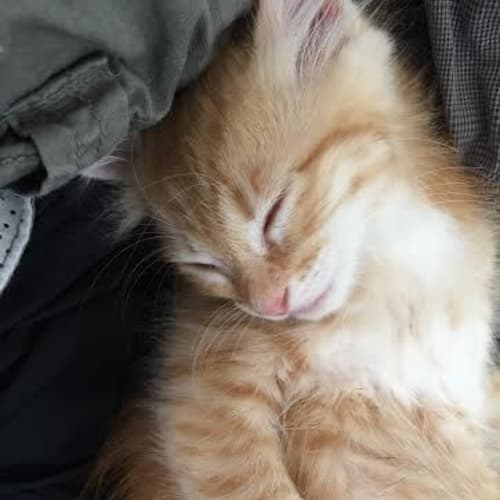 Peanut  Kitten Kapers Rescue