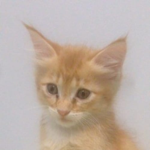 Preston - Kitten Kapers Rescue