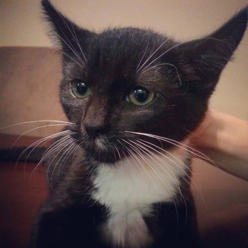 Abbi  Adoption Pending 