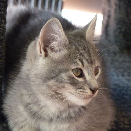 Gucci **Adoption Day**