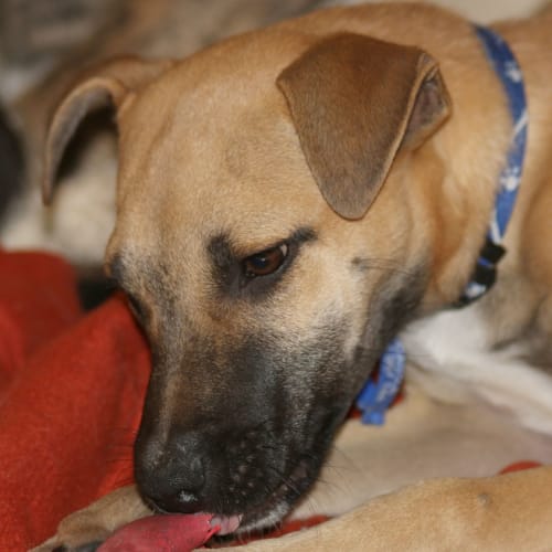 Tandi ~ Great Dane X Puppy (on trial 31/5/15)