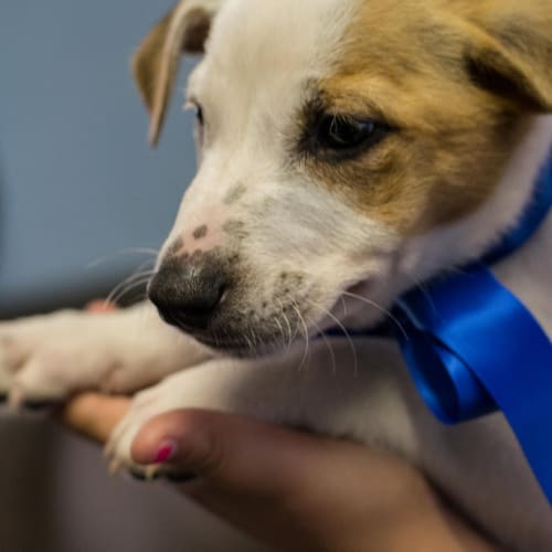 Hudson ~ Boxer x puppy (on trial 24/5/15)