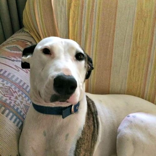Shilah $200 Only!  Adoption Pending