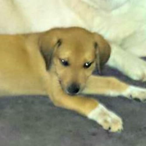 Winter - Adoption Pending