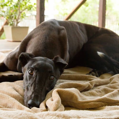 "Nikki". Our Clever Angel.  Brisbane