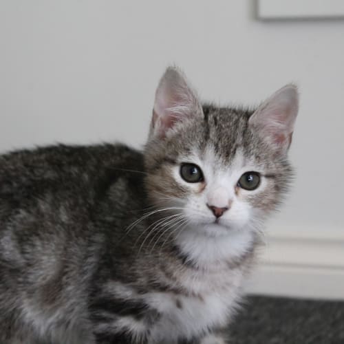 Bruce (application pending)