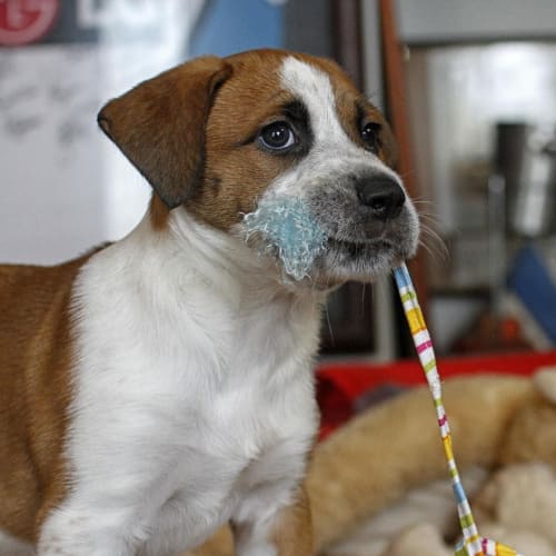 China ~ Great Dane x Mastiff puppy (trial 31/5/15)