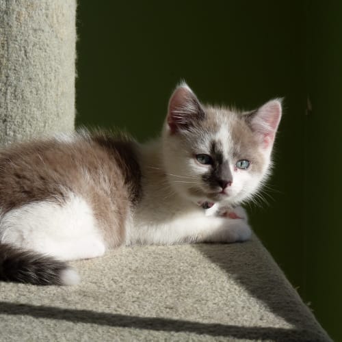 Pascal **Adoption Day**
