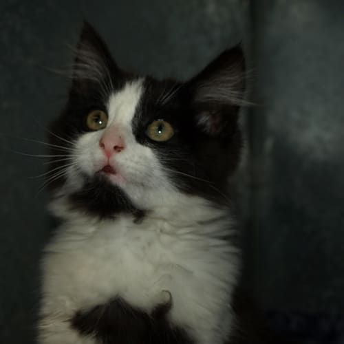 Topsy (Zazzy)