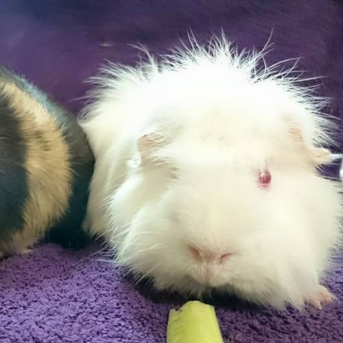 Hercules and Zeus