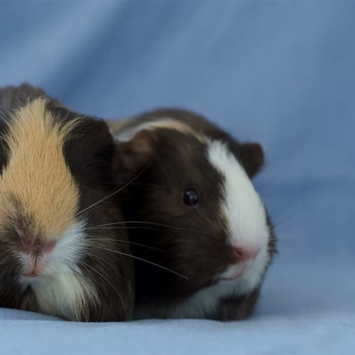 Lola and Chiara