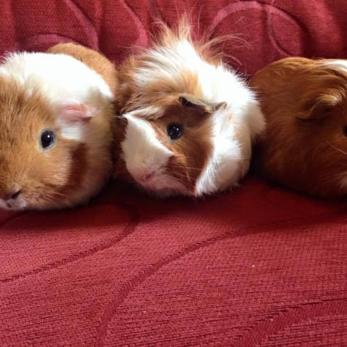 Alex, Eddie and Simba