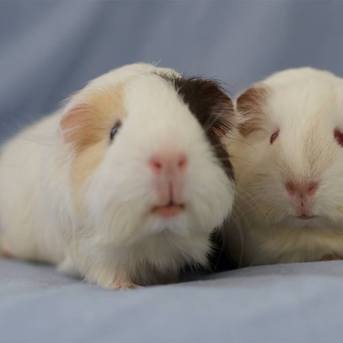 Sally and Alice