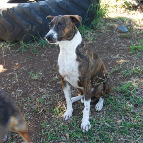 Ava (adoption pending)