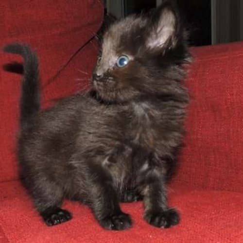 Bartholomeow