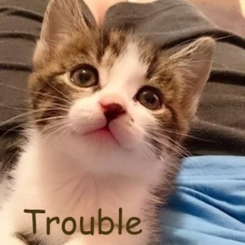 Trouble 