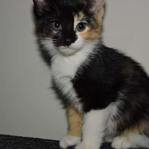 Zoey