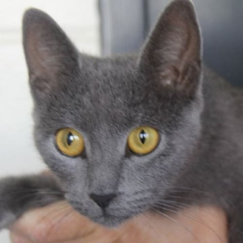 Mixie