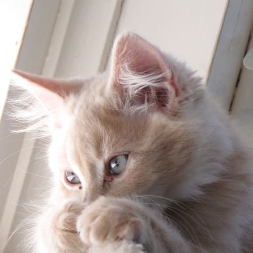 "Donny" - Purrfect Match