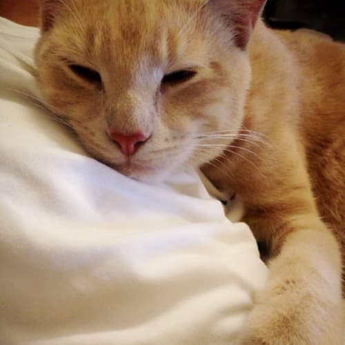 Tigger 