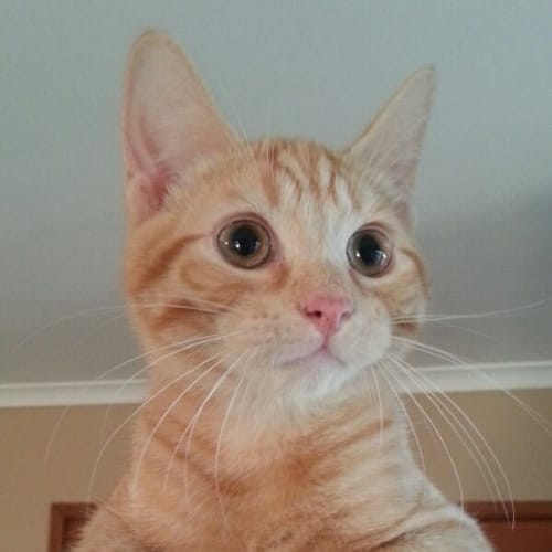 Biscuit