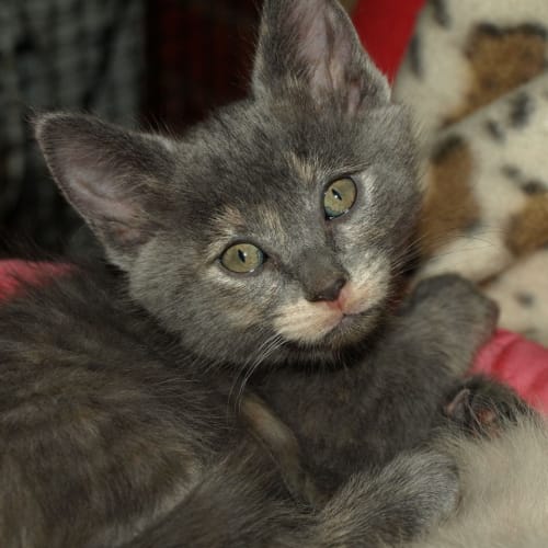 Kitten Autumn