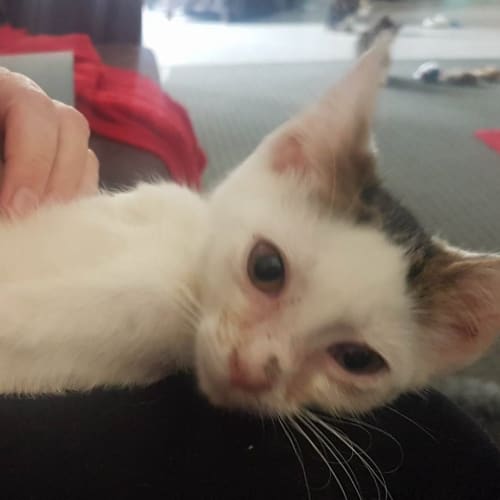 Humble Henry The Great 💥 kitten
