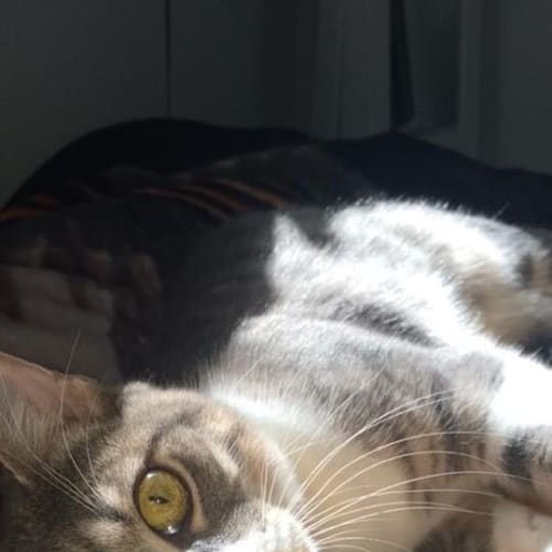 "Jasper" - Purrfect Match