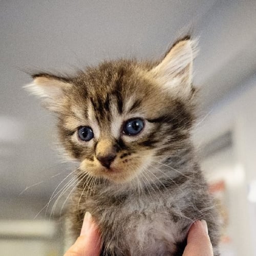 Zelda