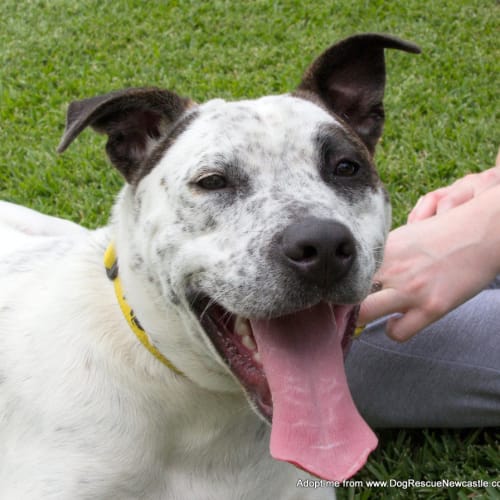 Shadow ~ Cattle Dog x (on trial 11/6/15)