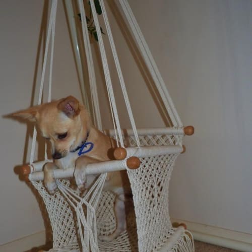 Lux ~ Chihuahua X (on trial 1/6/15)