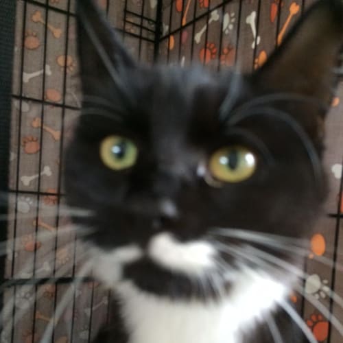 MissTachio