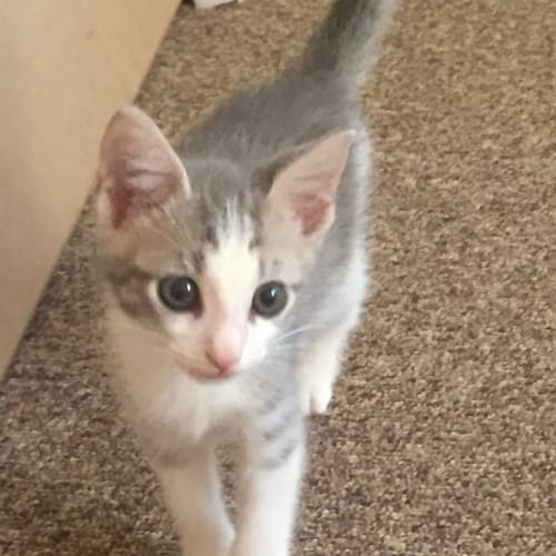 Mofusa (Bec21379) **Adopted**