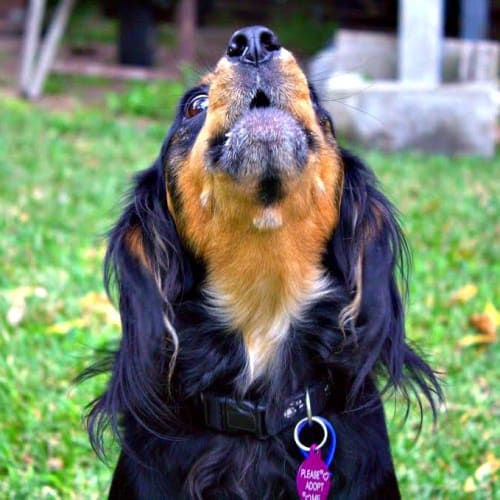 Ozzie ~ Cavoodle (on trial 12/6/15)