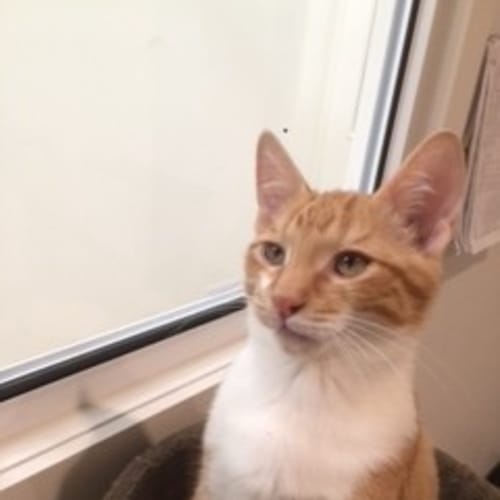 Rufus