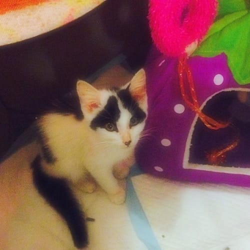"Requiem" - Purrfect Match