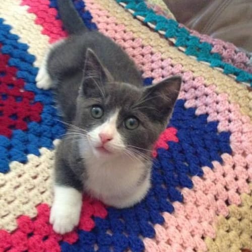 "Henry" - Purrfect Match