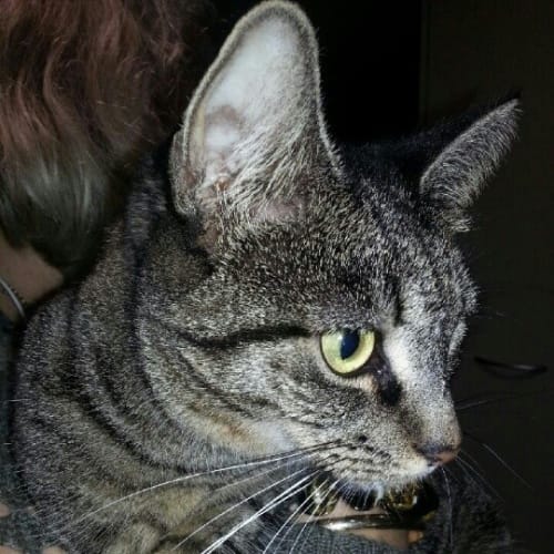 Pepper