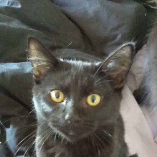 Cooper