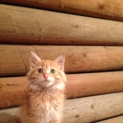 Rupert