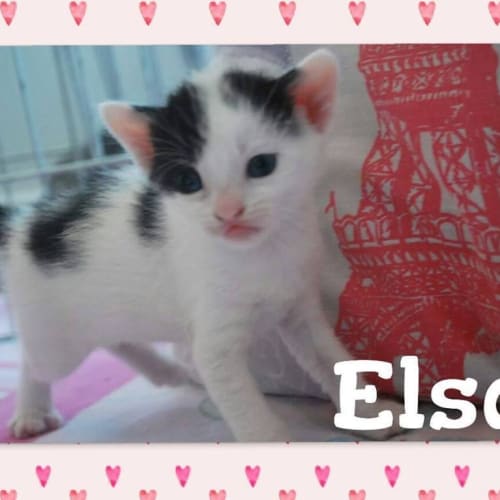 Elsa ***Adoption Pending***