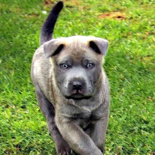Possum ~ Sharpei X BC Pup (on trial 6/6/15)