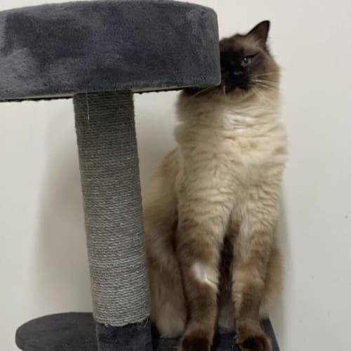 Kovu