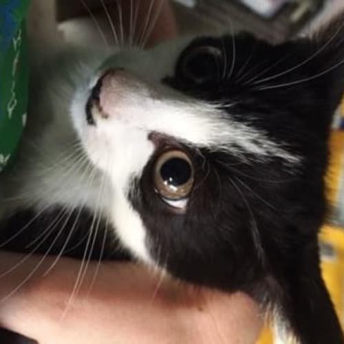 Pepe Le Tootie