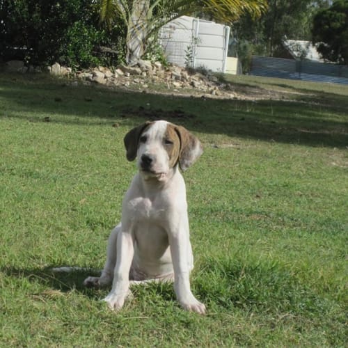 Micah (adoption pending)