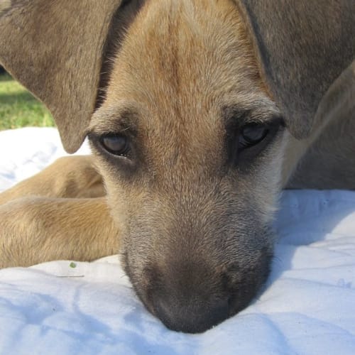 Luka (adoption pending)