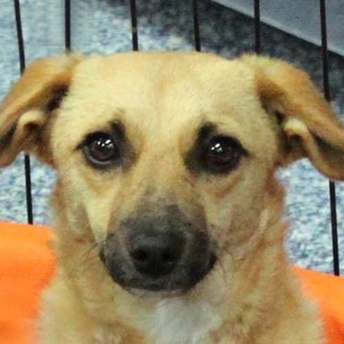 Angel (adoption pending)