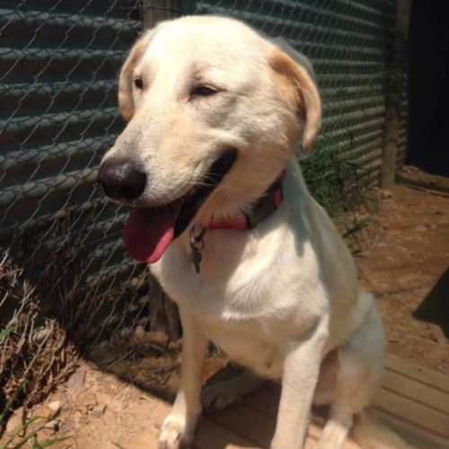 Toohey (adoption pending)